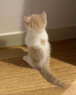 Mixed breed Maine coon and tabby cat
