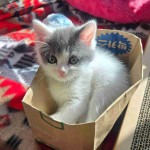 Mixed  breed Tabby cat and British shorthair