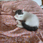 Mixed  breed Tabby cat and British shorthair