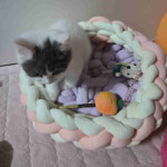 Mixed  breed Tabby cat and British shorthair