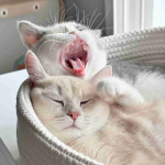 Mixed breed exotic shorthair and calico cat