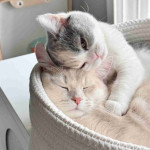 Mixed breed exotic shorthair and calico cat