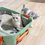 Mixed breed exotic shorthair and calico cat