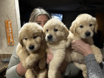 Stunning Male and Female Golden retriever puppies