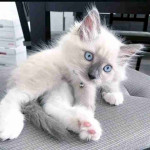 Fluffy Maincoon kittens searching for good homes