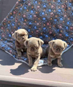 Charmimg Sweet Male and Female Pug Puppies Searching New Home