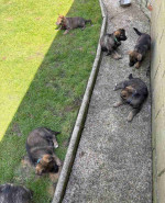 Home Trained Charming Male and Female German Shepherd Puppies Ready