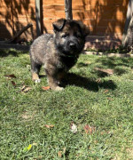 Home Trained Charming Male and Female German Shepherd Puppies Ready