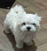Stunning Home Trained Male and Female Maltese Puppies Searching New Home