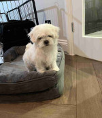 Stunning Home Trained Male and Female Maltese Puppies Searching New Home