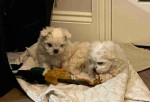 Stunning Home Trained Male and Female Maltese Puppies Searching New Home