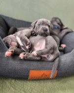 Adoption Alert: Adorable 8-Week-Old Cane Corso Puppies! ๐พ**