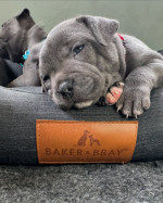 Adoption Alert: Adorable 8-Week-Old Cane Corso Puppies! ๐พ**
