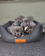 Adoption Alert: Adorable 8-Week-Old Cane Corso Puppies! ๐พ**