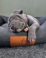 Adoption Alert: Adorable 8-Week-Old Cane Corso Puppies! ๐พ**
