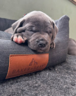 Adoption Alert: Adorable 8-Week-Old Cane Corso Puppies! ๐พ**