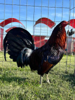 Hatch Gamefowl