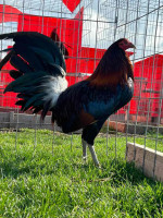 Hatch Gamefowl