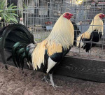 Harold brown grey roosters