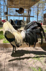 Harold brown grey roosters