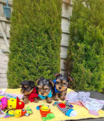 Sweet Outstanding Charming Male and Female Yorkshire Terrier Puppies