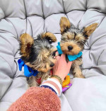 Sweet Outstanding Charming Male and Female Yorkshire Terrier Puppies