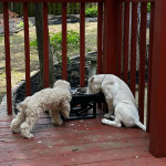 *Lovable Cane Corso Puppy Seeking Forever Home!* 🐾❤️