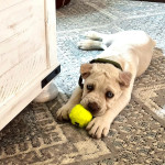 *Lovable Cane Corso Puppy Seeking Forever Home!* 🐾❤️