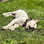 *Lovable Cane Corso Puppy Seeking Forever Home!* 🐾❤️