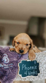 Adorable Nimue’s Top Gun Litter Puppies Looking for Loving Homes!