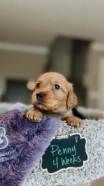 Adorable Nimue’s Top Gun Litter Puppies Looking for Loving Homes!