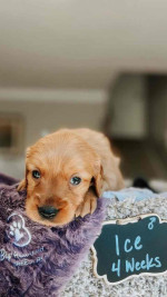 Adorable Nimue’s Top Gun Litter Puppies Looking for Loving Homes!