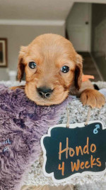 Adorable Nimue’s Top Gun Litter Puppies Looking for Loving Homes!