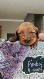 Adorable Nimue’s Top Gun Litter Puppies Looking for Loving Homes!