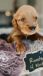 Adorable Nimue’s Top Gun Litter Puppies Looking for Loving Homes!