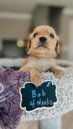 Adorable Nimue’s Top Gun Litter Puppies Looking for Loving Homes!