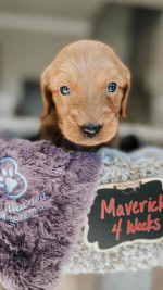 Adorable Nimue’s Top Gun Litter Puppies Looking for Loving Homes!