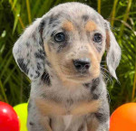 Dapple Dachshund Puppies For Sale