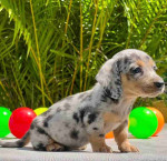 Dapple Dachshund Puppies For Sale