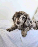 Purebred Dachshund Puppies For Sale Very Adorable