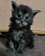 Maincoon kittens for adoption and rehoming