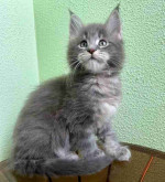 Maincoon kittens for adoption and rehoming