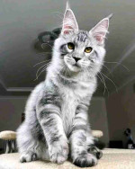 Maincoon kittens for adoption and rehoming