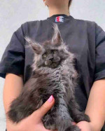 Maincoon kittens for adoption and rehoming