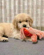 Golden retriever puppies for adoption