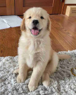Golden retriever puppies for adoption