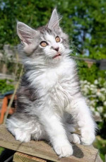 Mainecoon Kitten For Adoption To New Homes