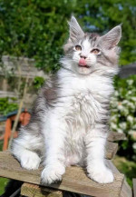 Mainecoon Kitten For Adoption To New Homes