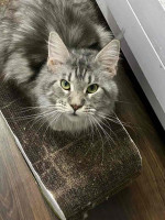 Mainecoon Kitten For Adoption To New Homes