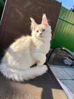 Mainecoon Kitten For Adoption To New Homes
